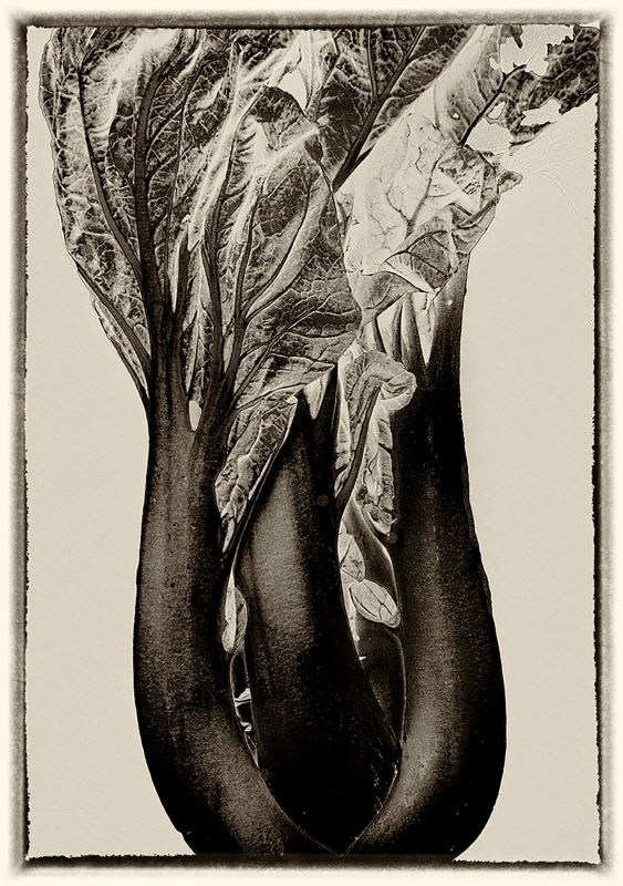 Many Faces of Bok Choy by artist Charlie Kreitler